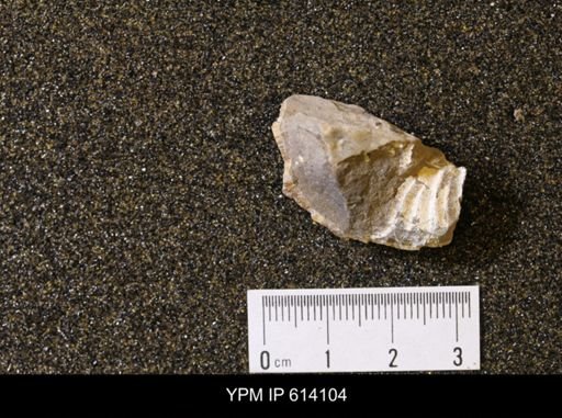 undet. Scaphitidae