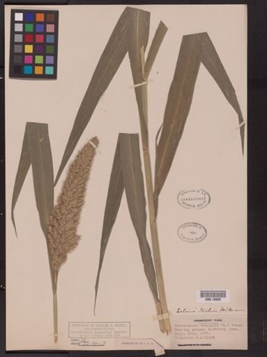Setaria italica