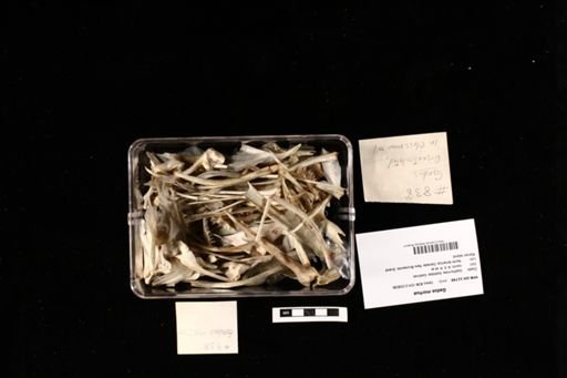 Gadus morhua