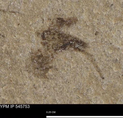 Arachnida?