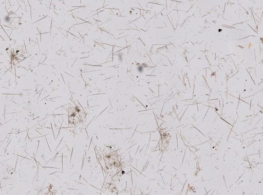 Echinostylinos sp.