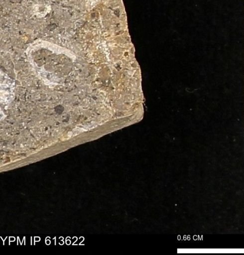 Scaphites sp.