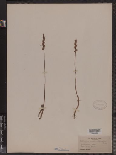 Spiranthes gracilis