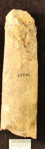 Baculites