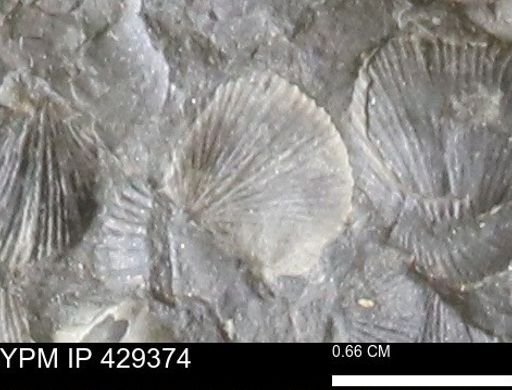Devonochonetes scitulus
