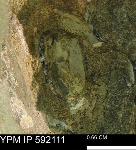 undet. Mollusca