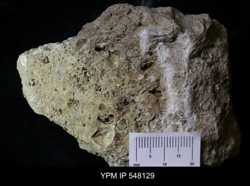 undet. Brachiopoda
