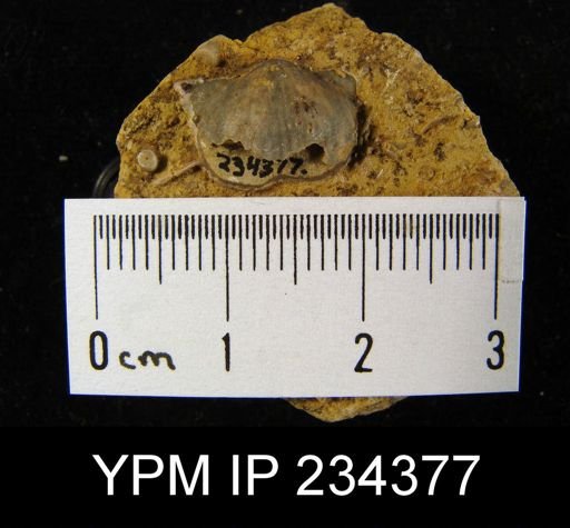 Marginifera wabashensis