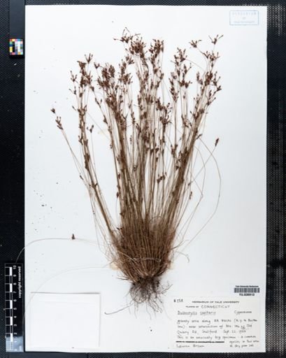 Bulbostylis capillaris