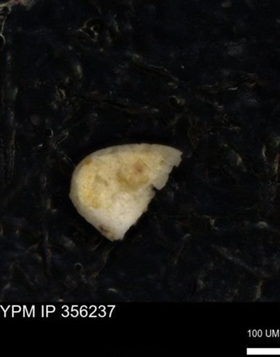 undet. Ostracoda