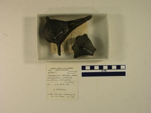 Orodus ramosus