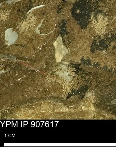 undet. Mollusca