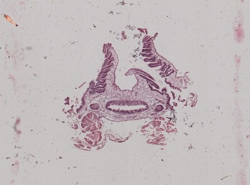 Modiolus