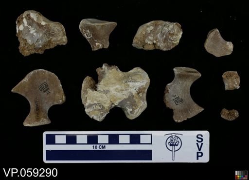 Clidastes sp.