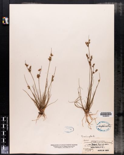 Juncus dichotomus