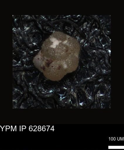 undet. Foraminiferida