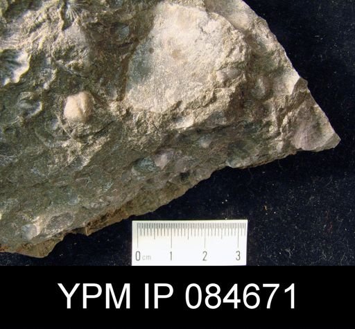 Brachyprion anticostiense
