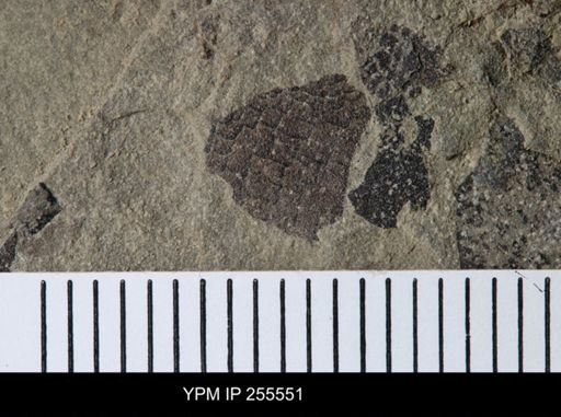 Eurypterida