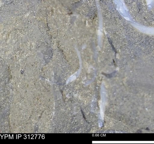 undet. Bivalvia
