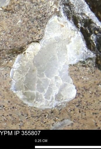 undet. Mollusca