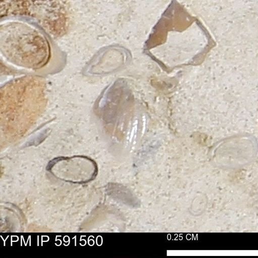 Serpulidae