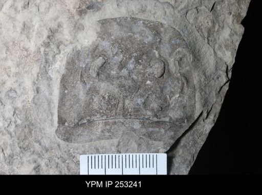 Eurypterus sp.