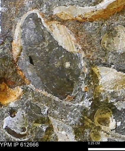 undet. Bivalvia