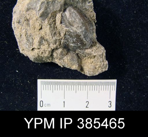 undet. Brachiopoda