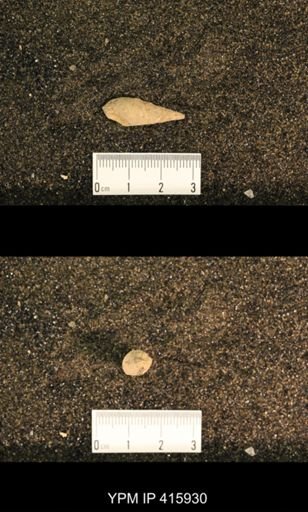 Meekospira choctawensis