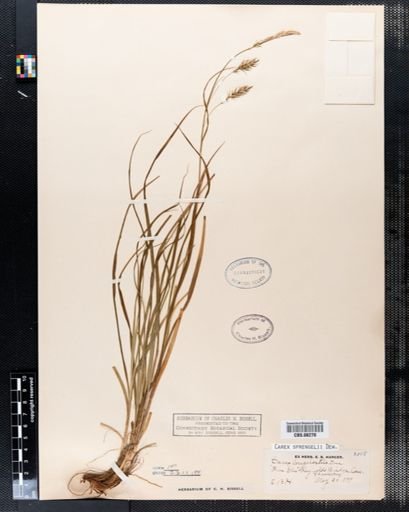 Carex sprengelii