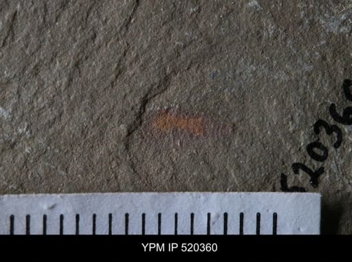 Chelicerata