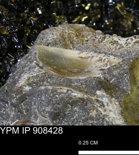 undet. Mollusca