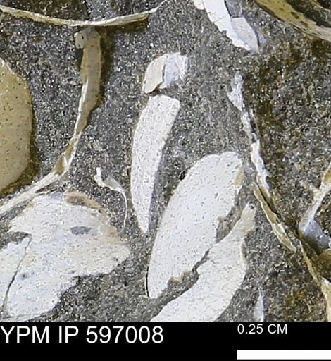 undet. Bivalvia