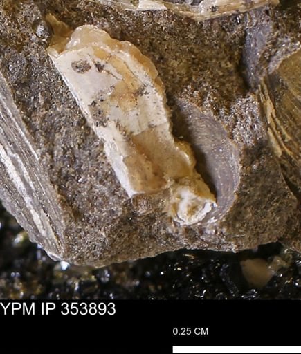 undet. Bivalvia