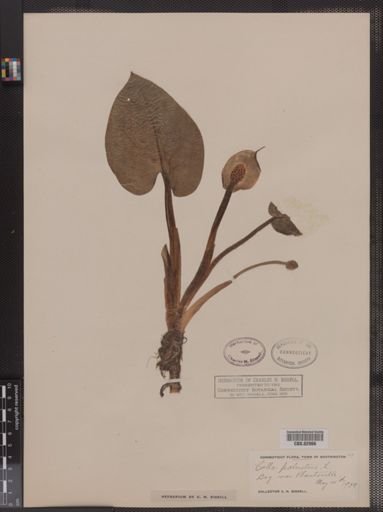 Calla palustris
