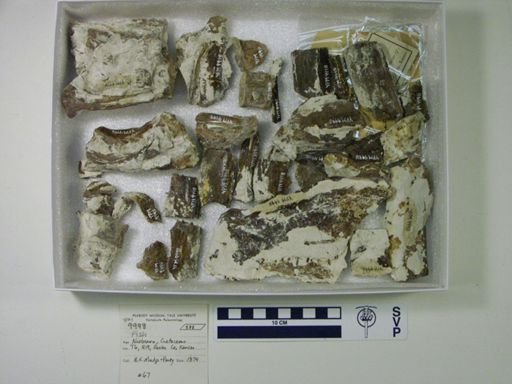 undet. Actinopterygii