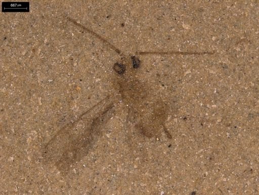 undet. Ichneumonoidea