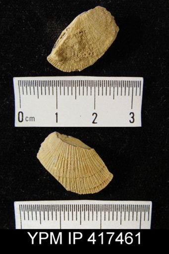Rhipidomella sp.