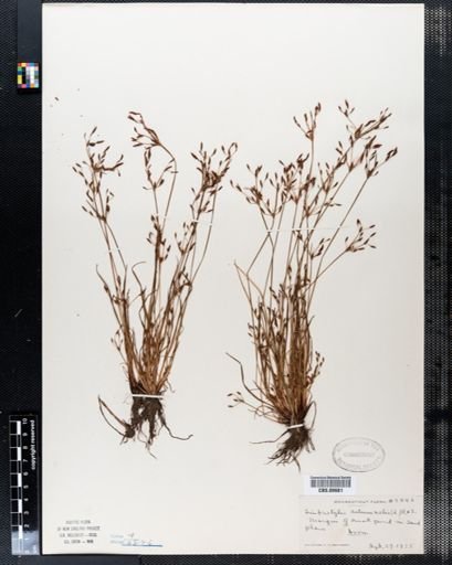 Fimbristylis autumnalis