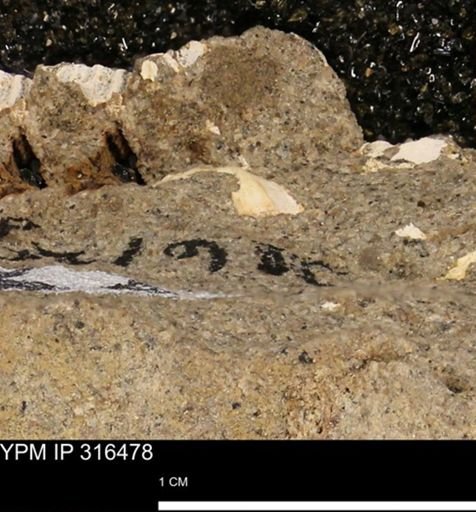 undet. Mollusca