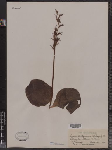 Platanthera hookeri