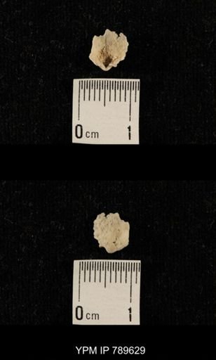 undet. Brachiopoda