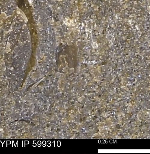 Protocardia subquadrata