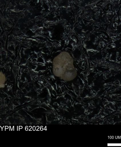 undet. Foraminiferida