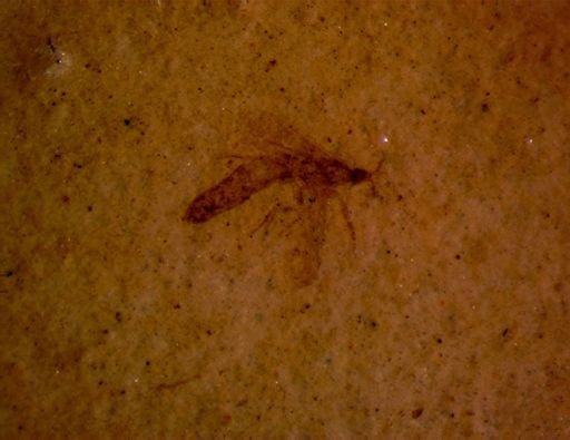 Thysanoptera?