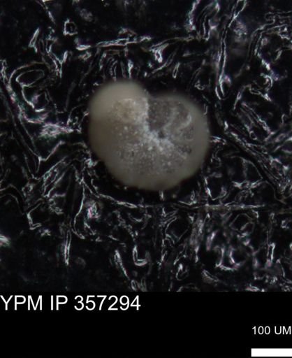 undet. Foraminiferida