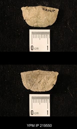 Chonetes granulifer