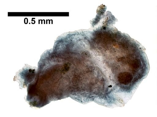 Plagiostomum