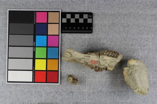 Protoceras comptus