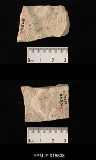 Probnis speciosa